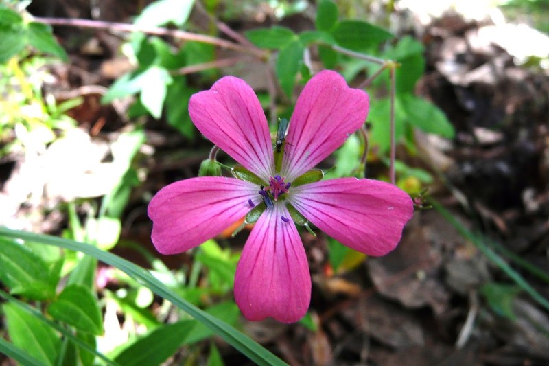Geranium oaxacanum photo 5