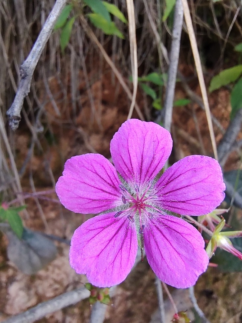 Geranium oaxacanum photo 6