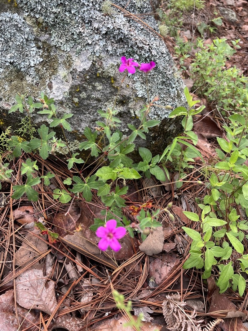 Geranium oaxacanum photo 7