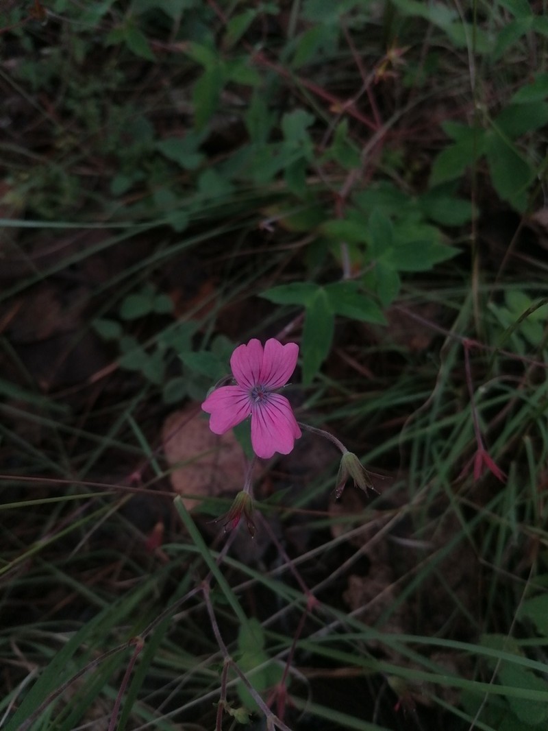 Geranium oaxacanum photo 8