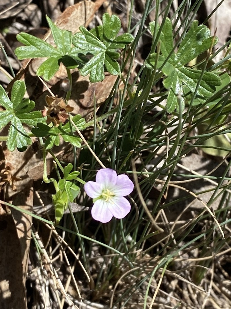 Geranium obtusisepalum