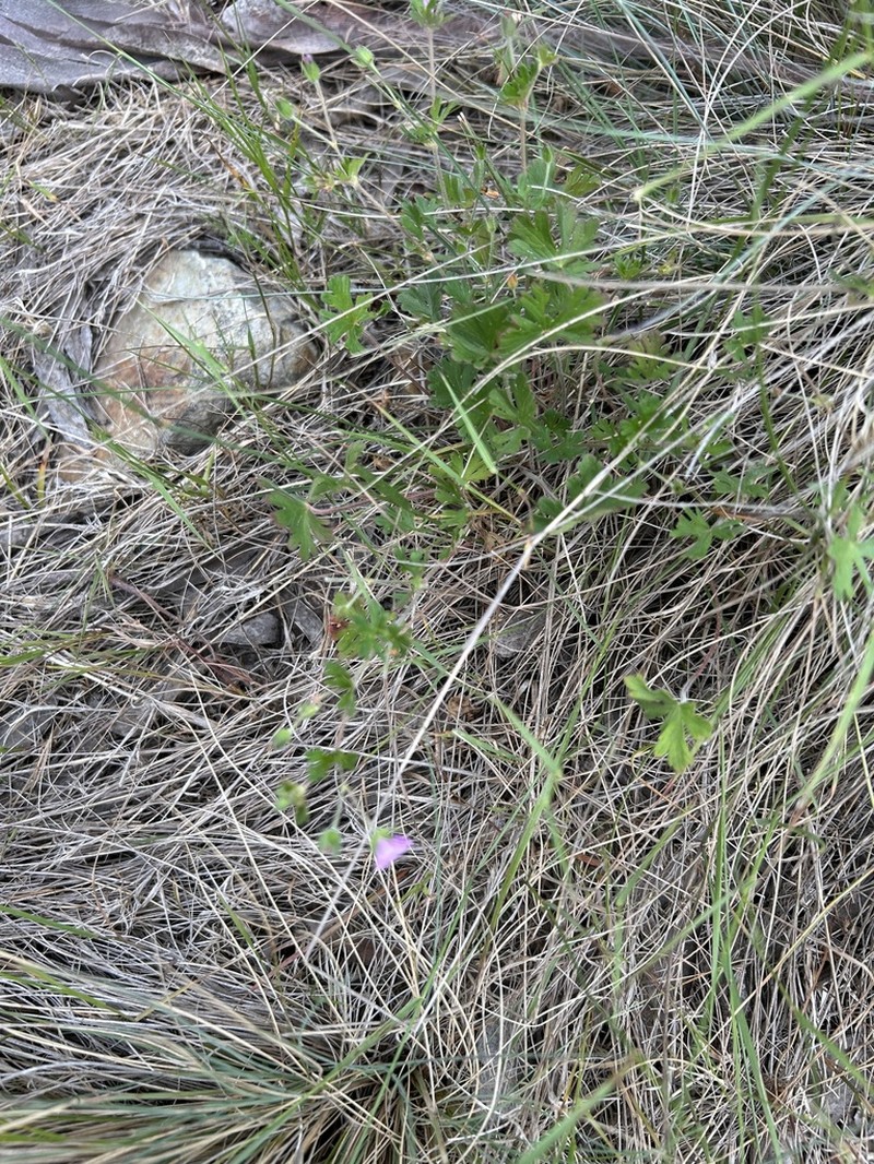 Geranium obtusisepalum photo 2