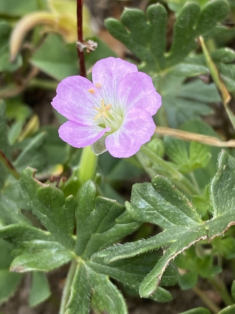 Geranium obtusisepalum photo 3