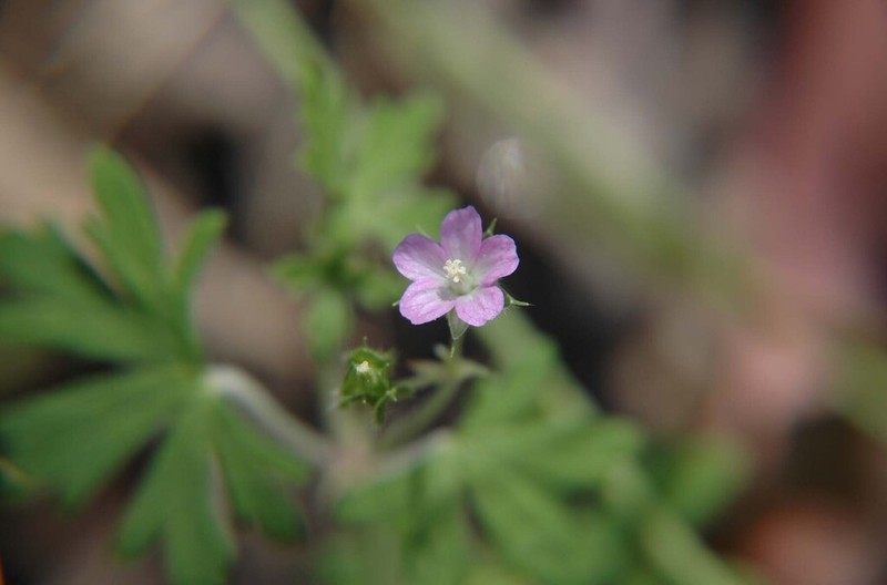 Geranium obtusisepalum photo 4