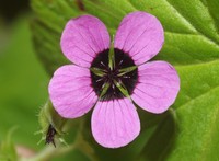 Geranium ocellatum