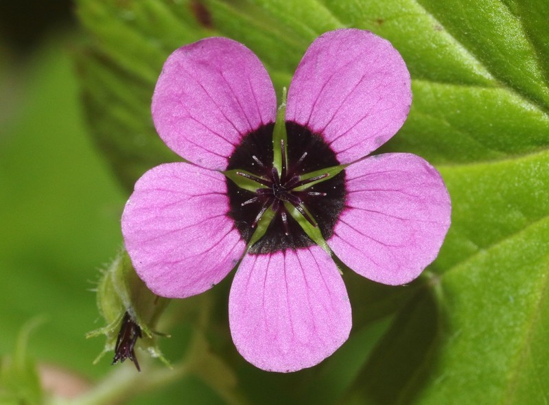 Geranium ocellatum
