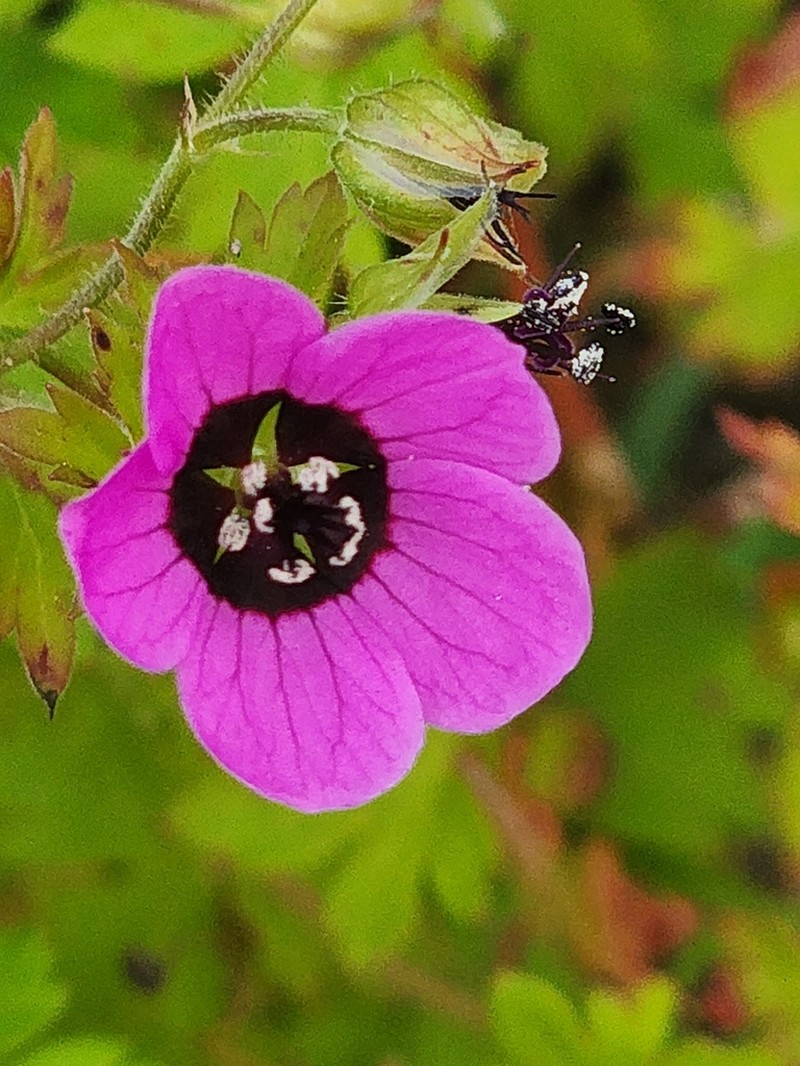 Geranium ocellatum photo 2