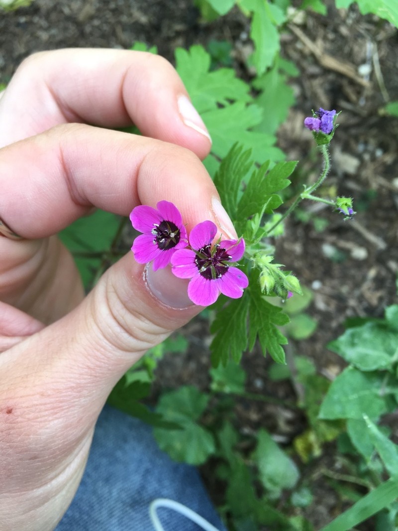 Geranium ocellatum photo 3