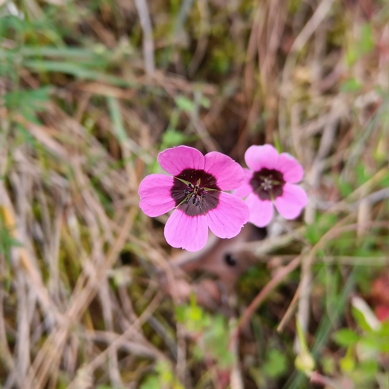 Geranium ocellatum photo 4
