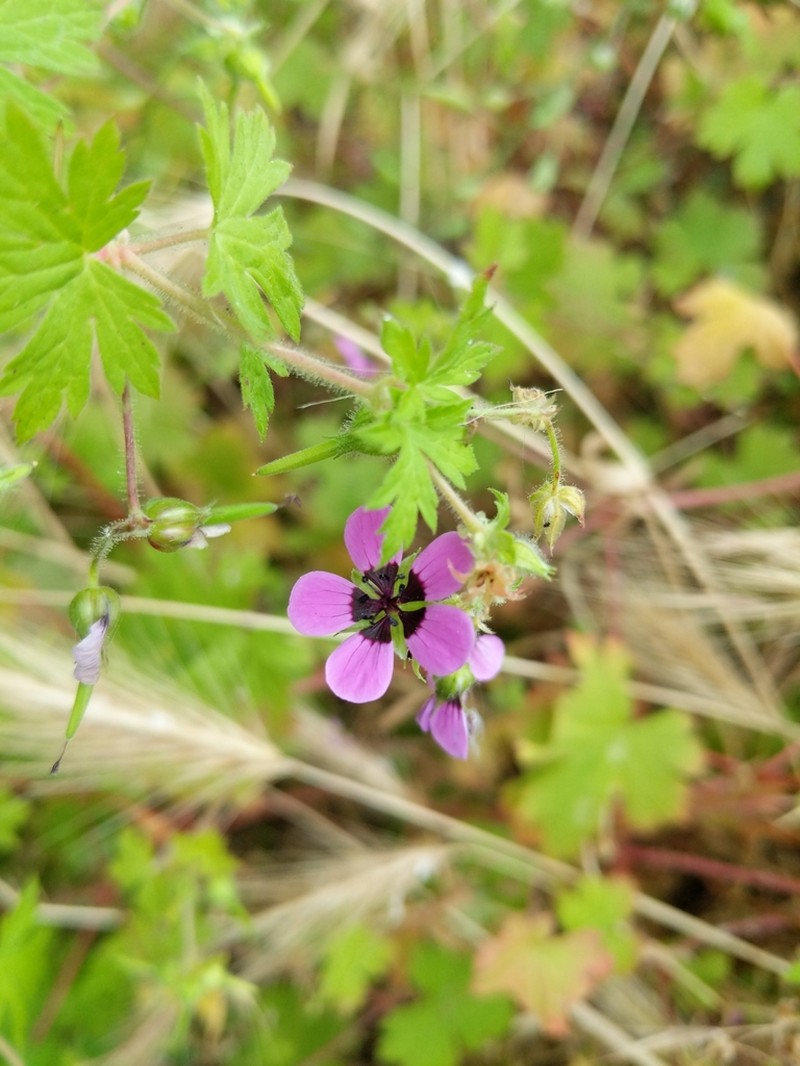 Geranium ocellatum photo 5