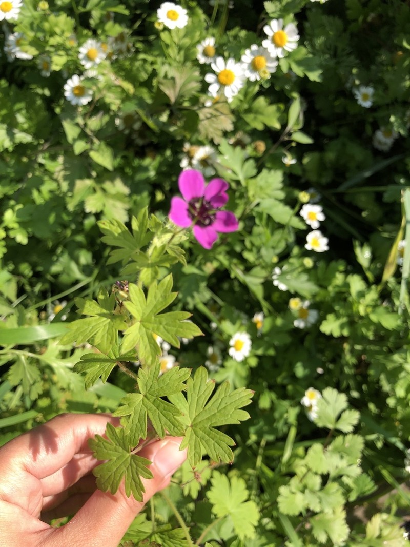 Geranium ocellatum photo 6