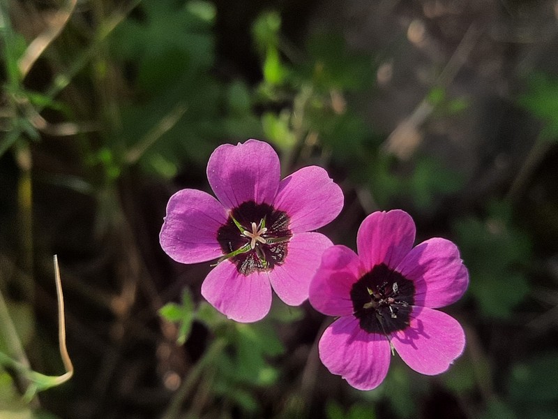 Geranium ocellatum photo 7