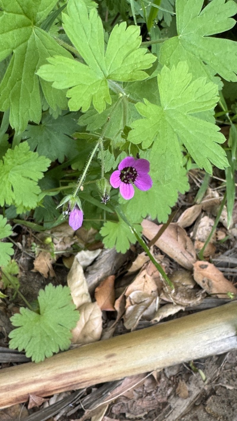 Geranium ocellatum photo 8