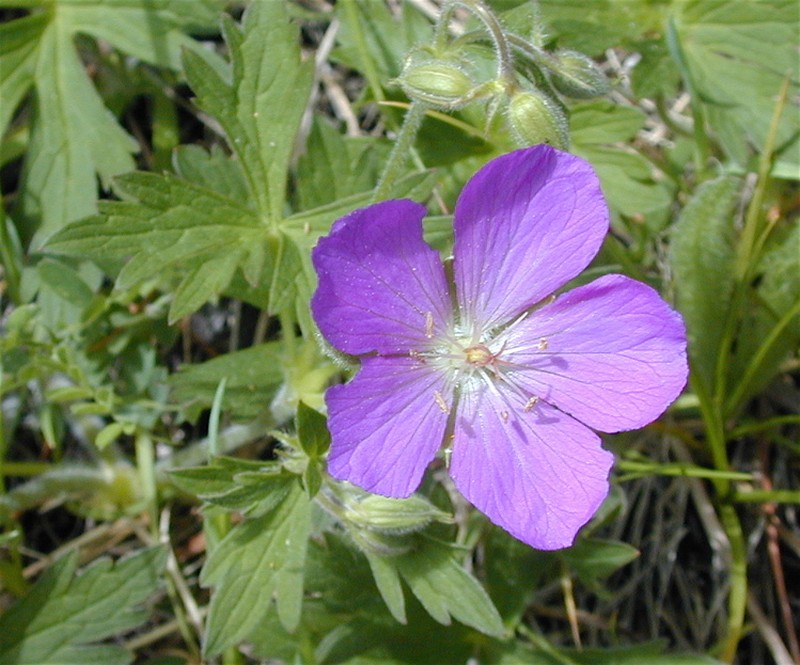 Oregon Geranium