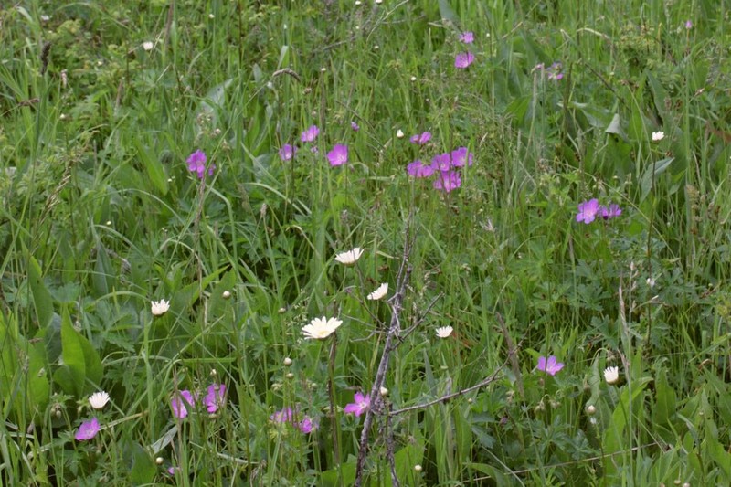 Oregon Geranium