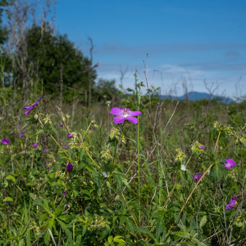 Oregon Geranium photo 2