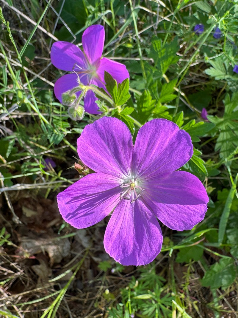 Oregon Geranium photo 3