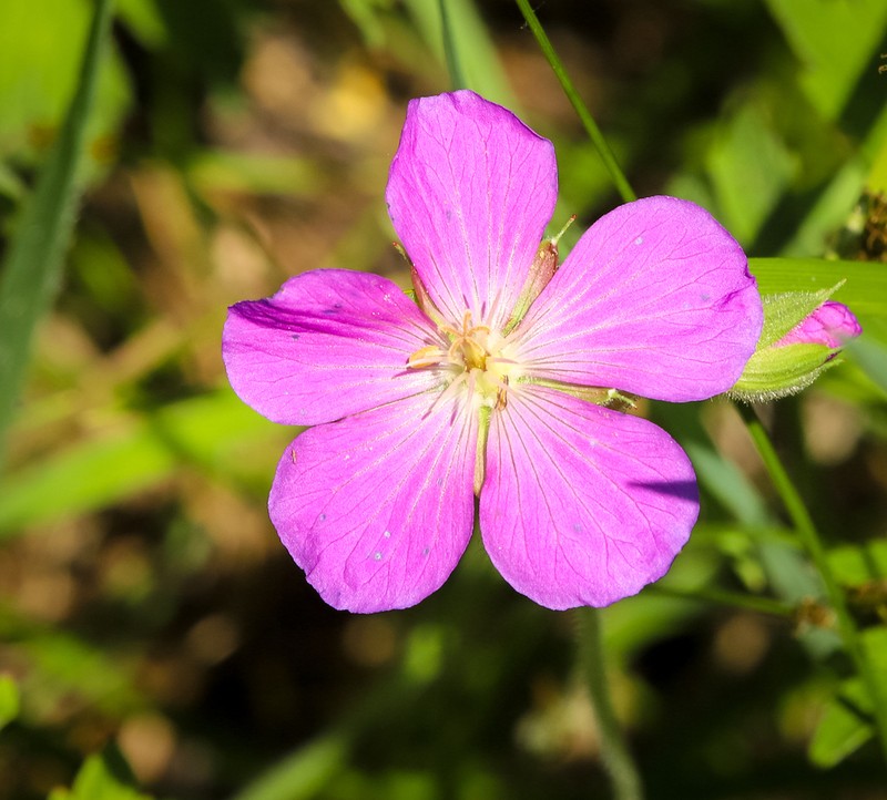 Oregon Geranium photo 4