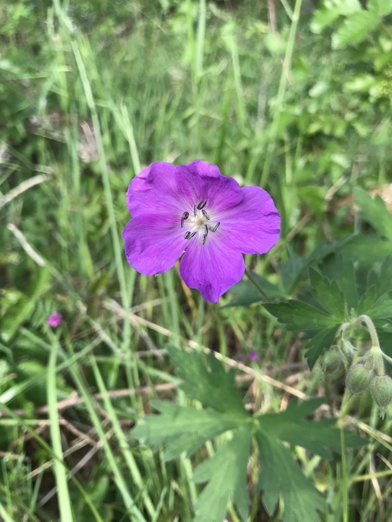 Oregon Geranium photo 5
