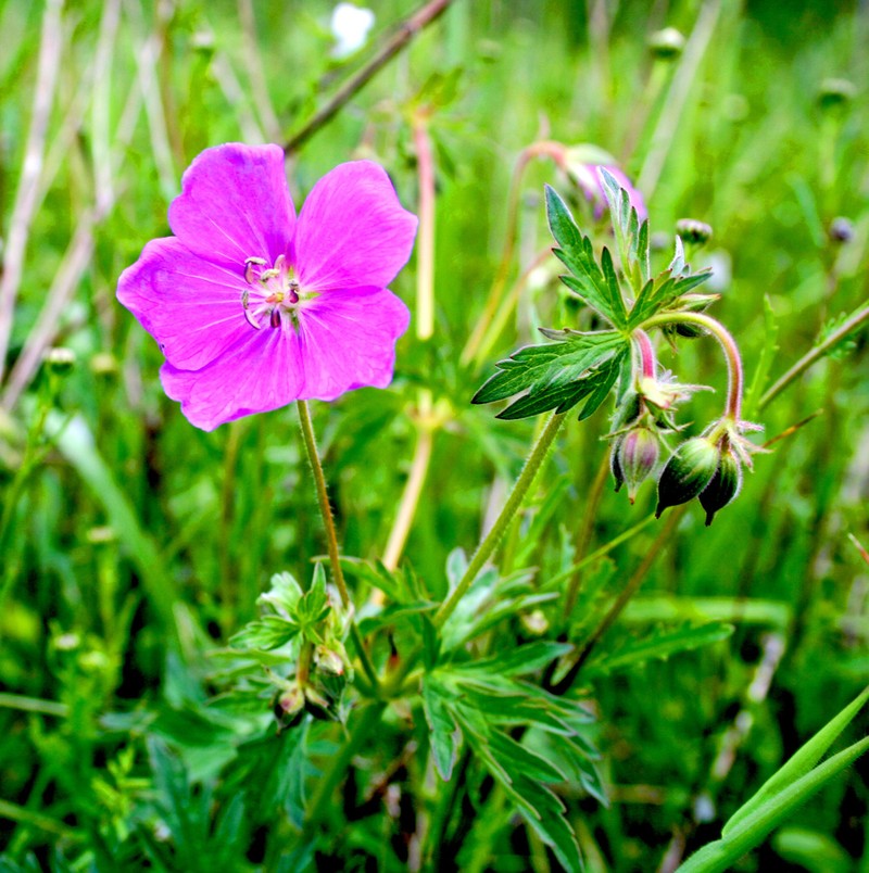 Oregon Geranium photo 6