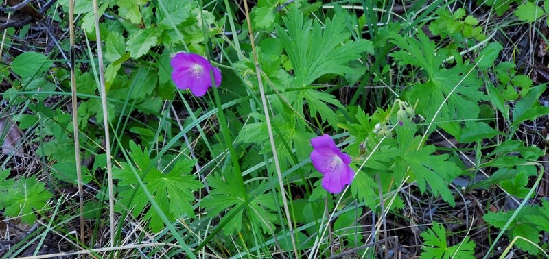 Oregon Geranium photo 7