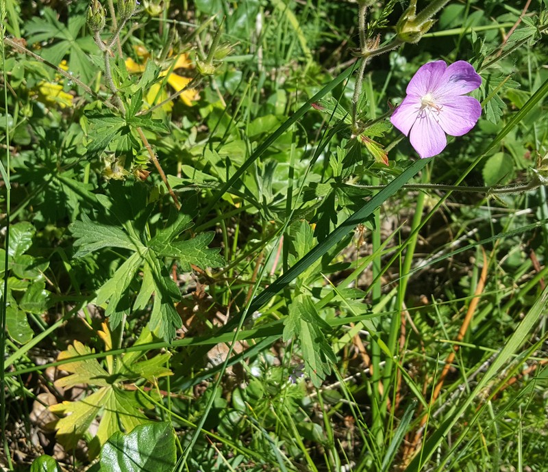 Oregon Geranium photo 8