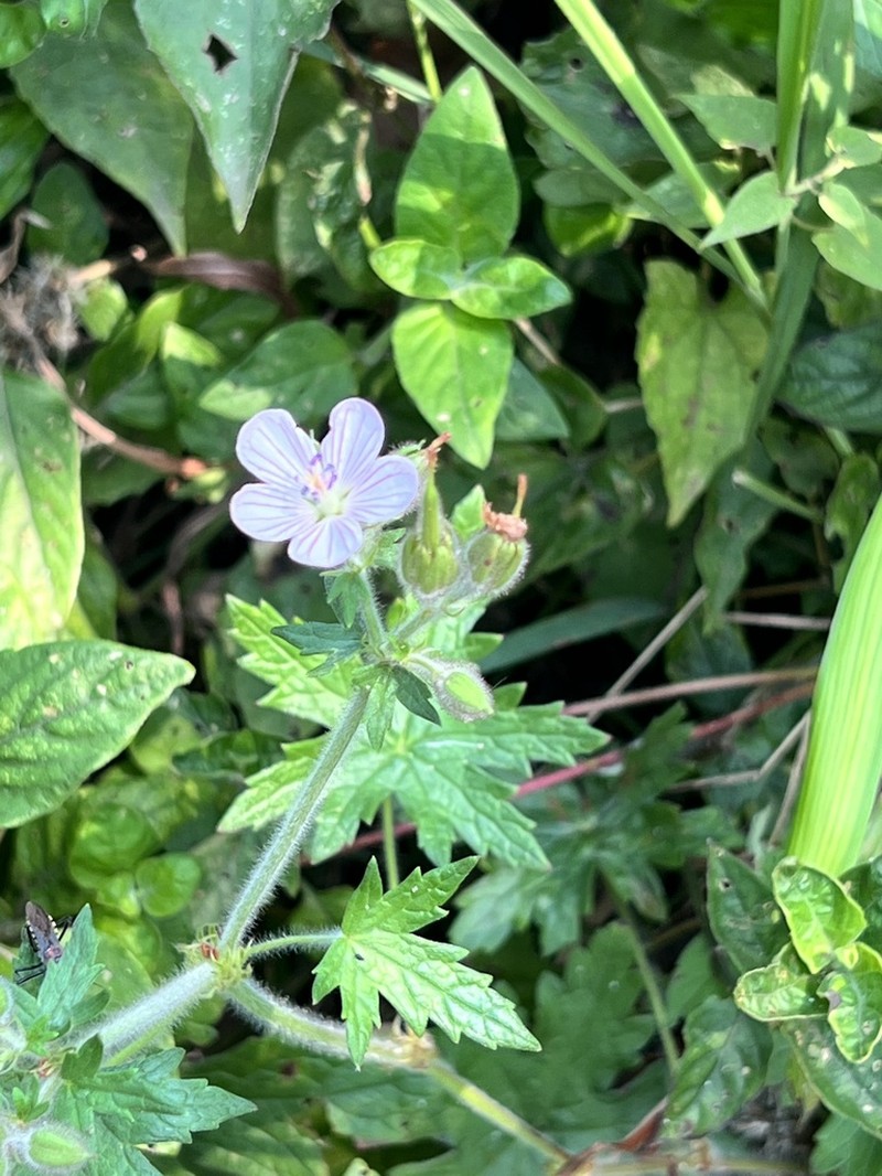 Geranium ornithopodioides photo 3