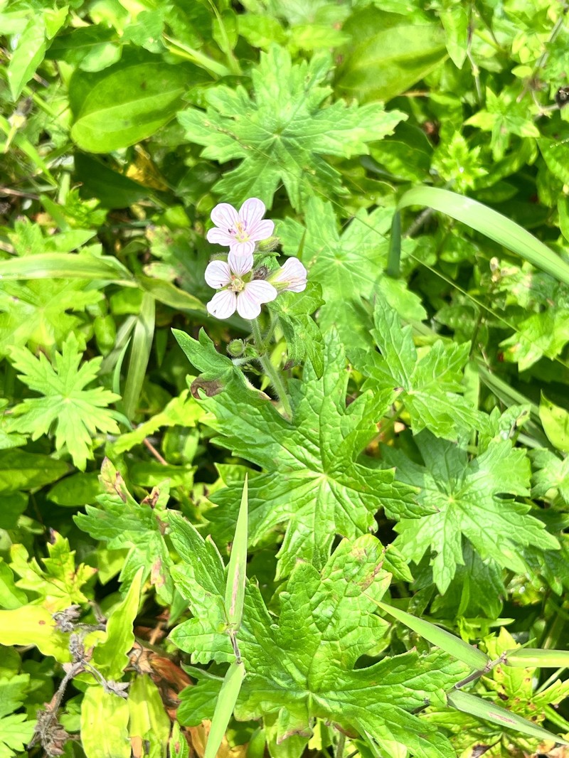 Geranium ornithopodioides photo 4