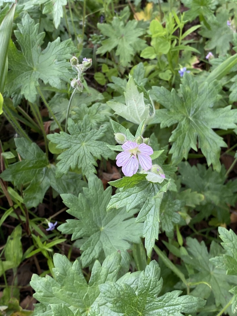 Geranium ornithopodioides photo 6