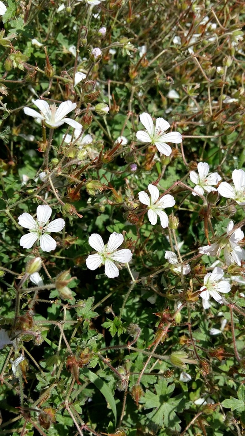 Geranium ornithopodon