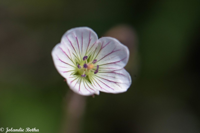 Geranium ornithopodon photo 2