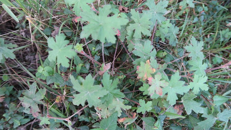 Geranium ornithopodon photo 3