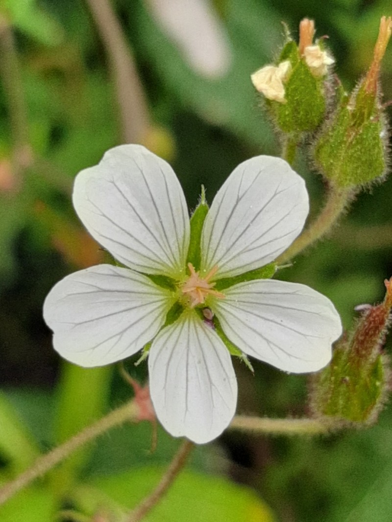 Geranium ornithopodon photo 4
