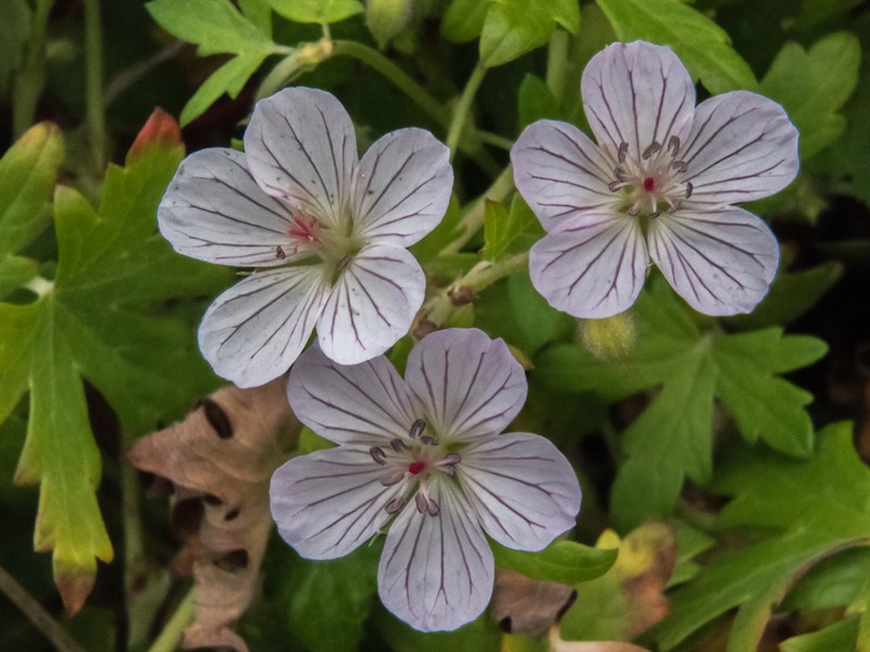 Geranium ornithopodon photo 5