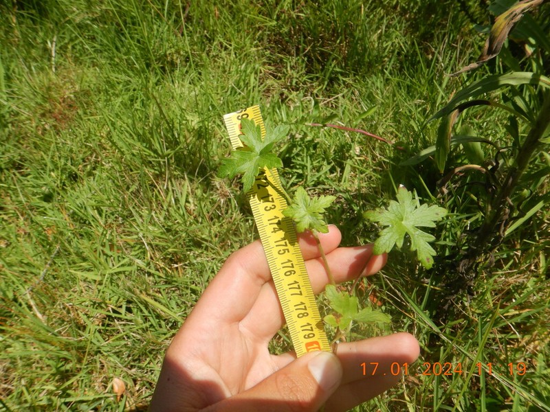 Geranium ornithopodon photo 6