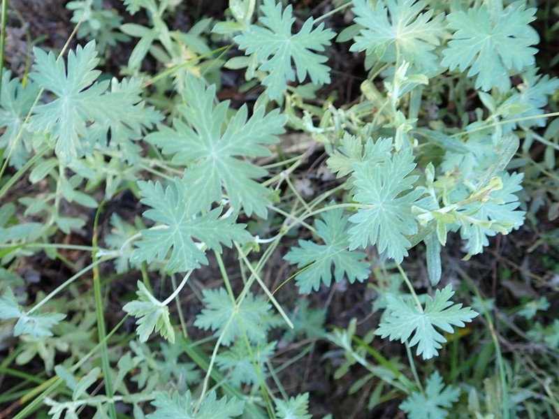Geranium ornithopodon photo 7