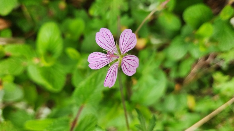 Geranium ornithopodon photo 8