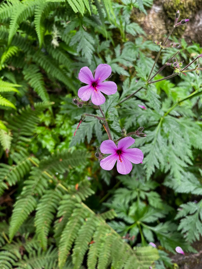 Canary Island Geranium photo 3