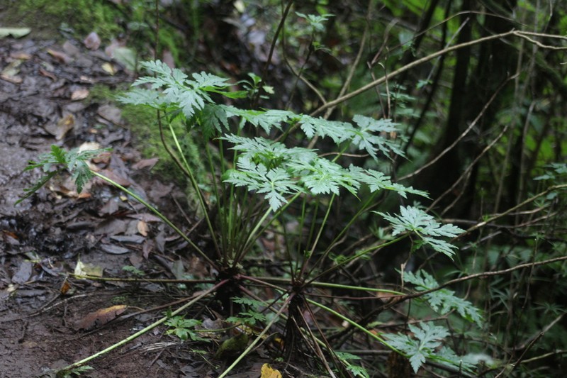 Canary Island Geranium photo 4