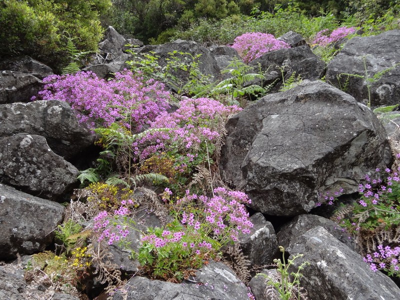 Canary Island Geranium photo 5