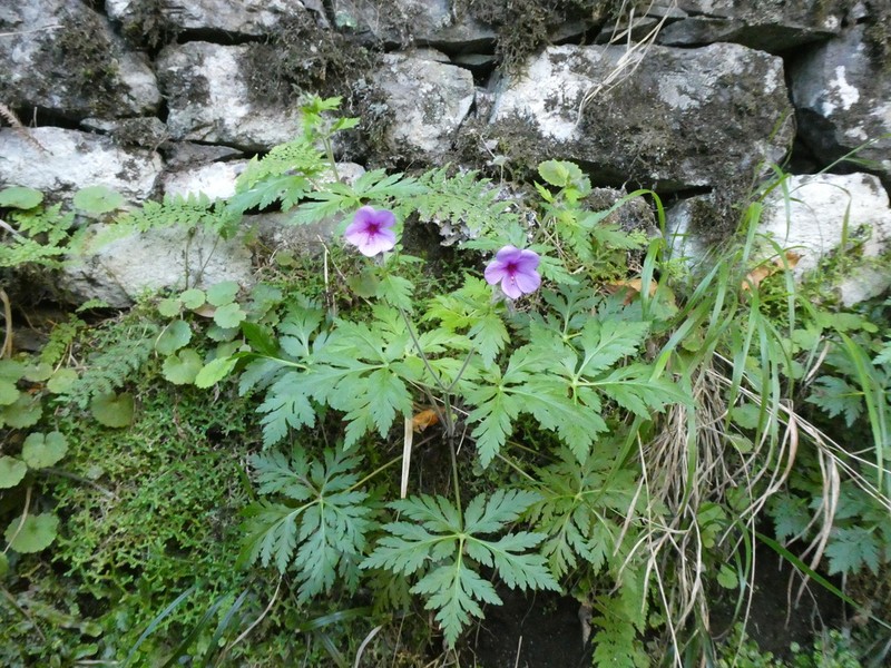 Canary Island Geranium photo 6