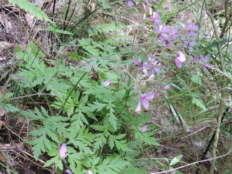 Canary Island Geranium photo 8