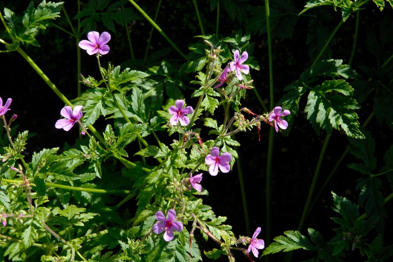 Canary Island Geranium photo 2