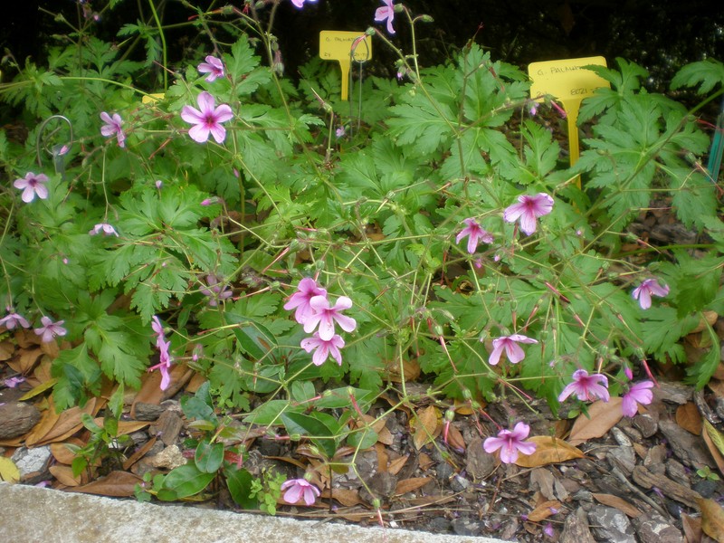Canary Island Geranium photo 3