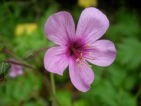 Canary Island Geranium