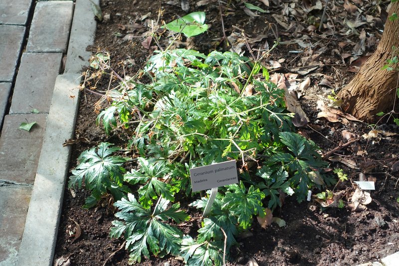 Canary Island Geranium photo 5