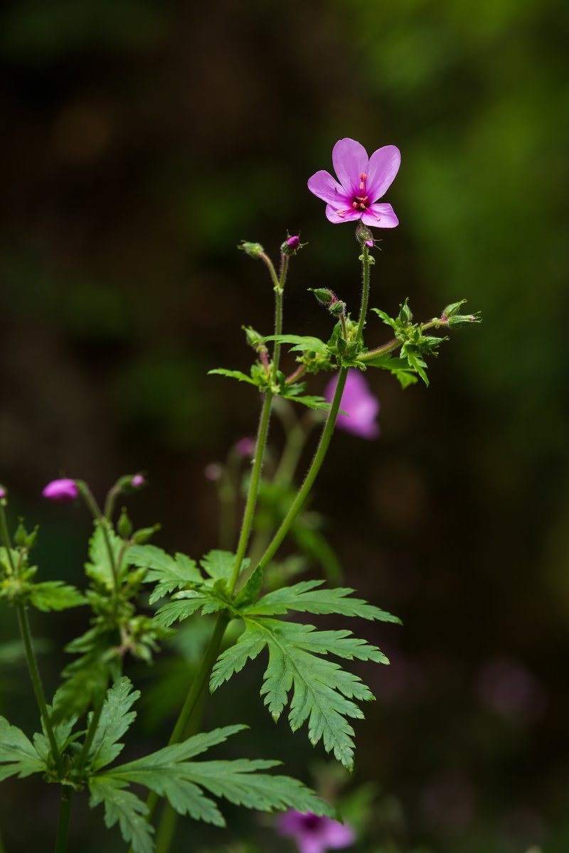 Canary Island Geranium photo 6