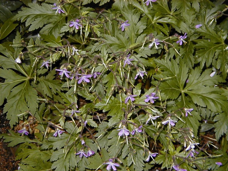 Canary Island Geranium photo 7