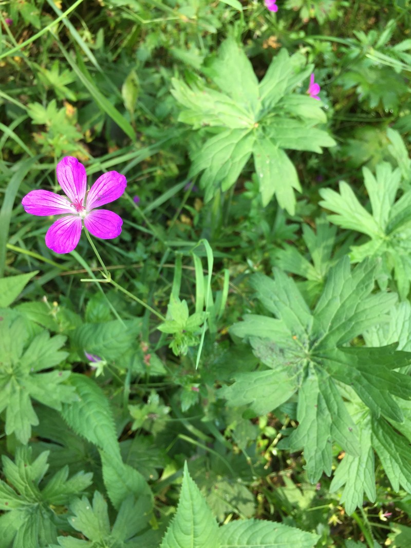 Geranium palustre
