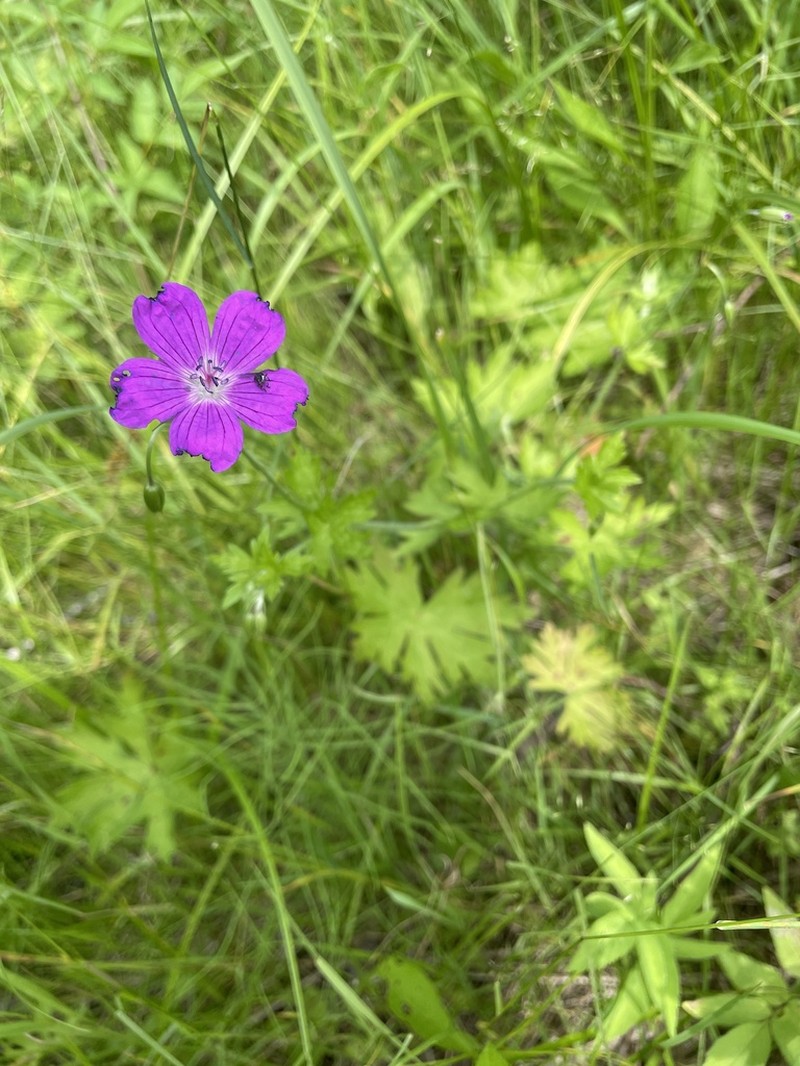 Geranium palustre photo 2